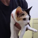 Minka