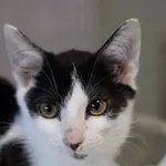 Julio