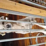 Pies do adopcji, Rytlów, 18 października 2026