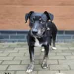 Zuri