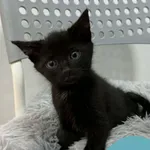 Fiodor