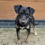 Ziva