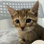 Fiona
