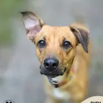 Didi