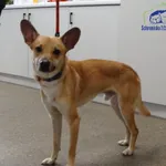 LOKI