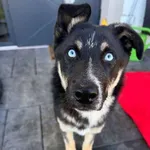 Piorun