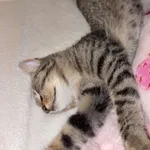 molly