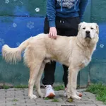 Pies do adopcji, Nowy Dwór Mazowiecki, 26 października 2026