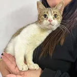 Mija