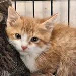 Kot do adopcji, Orzechowce, 26 października 2026