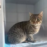 Alison