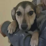 Łezka