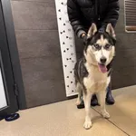 Przyjęty: 2026-10-27 Gmina: Sławków Płeć: Suka Opis: Husky, biało-czarne