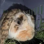 Królik