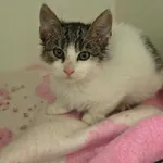 Kot do adopcji, Orzechowce, 30 października 2026